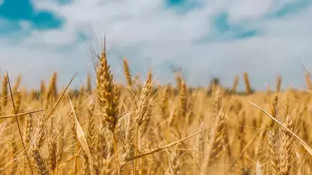 wheat-facts