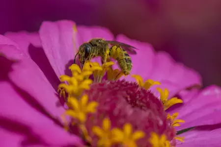 Flower Bee banner