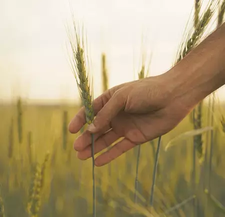 Wheat with Hand