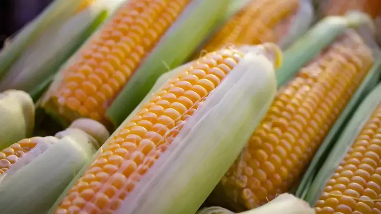 corn-facts