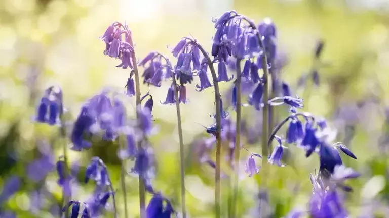 bluebells