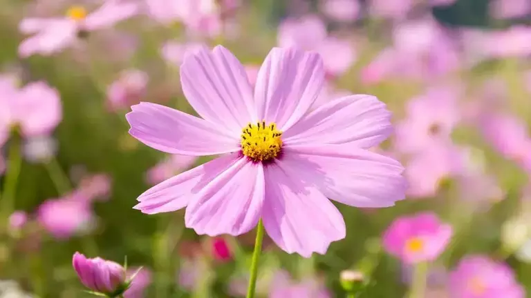 cosmos Flower