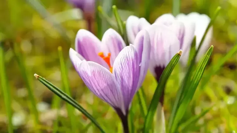 crocus Flowers