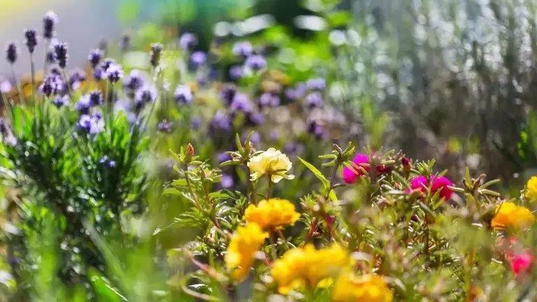 flowers-in-garden