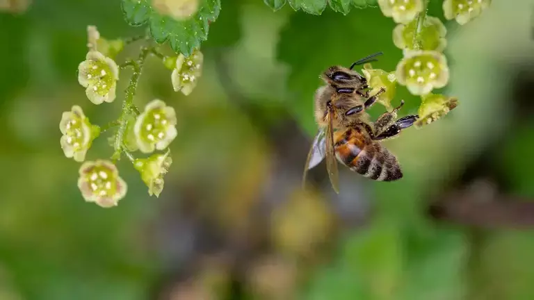 How Can We Help The Bees