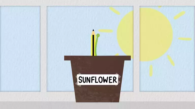 howtoplantsunflower
