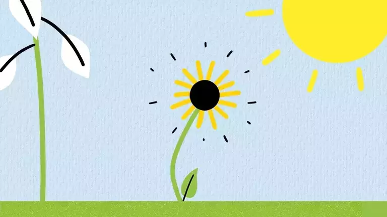howtoplantsunflower