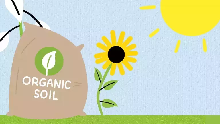 howtoplantsunflower