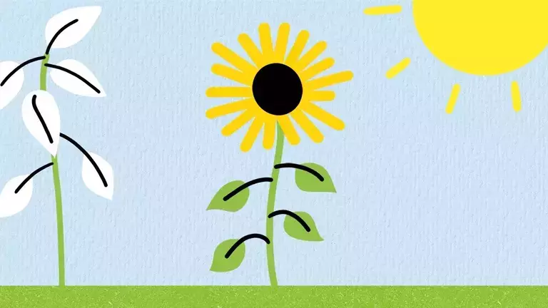 howtoplantsunflower