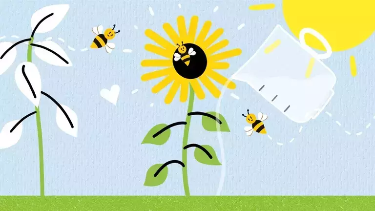 howtoplantsunflower