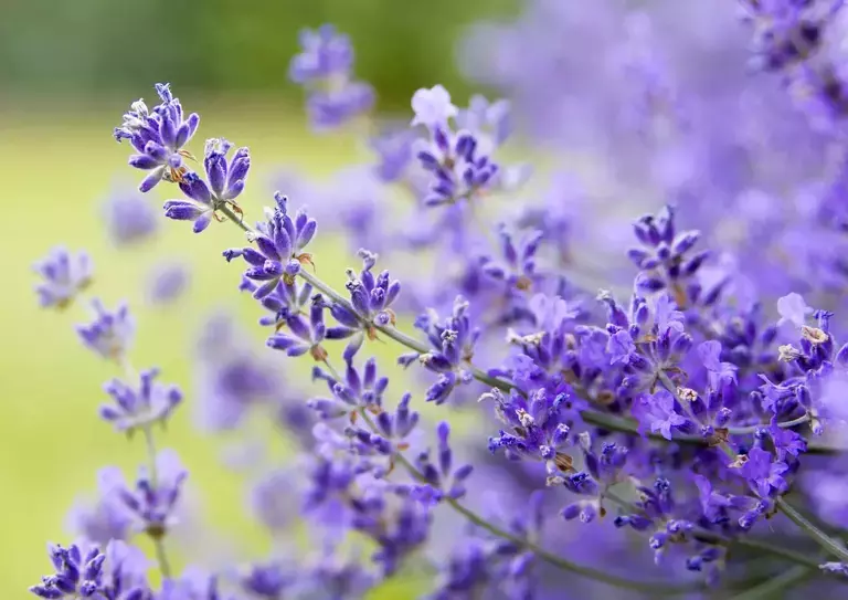 lavender