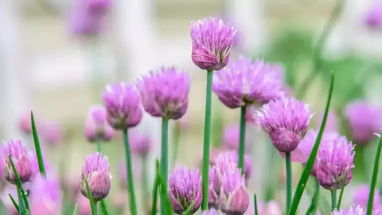 purpleFloweringChives