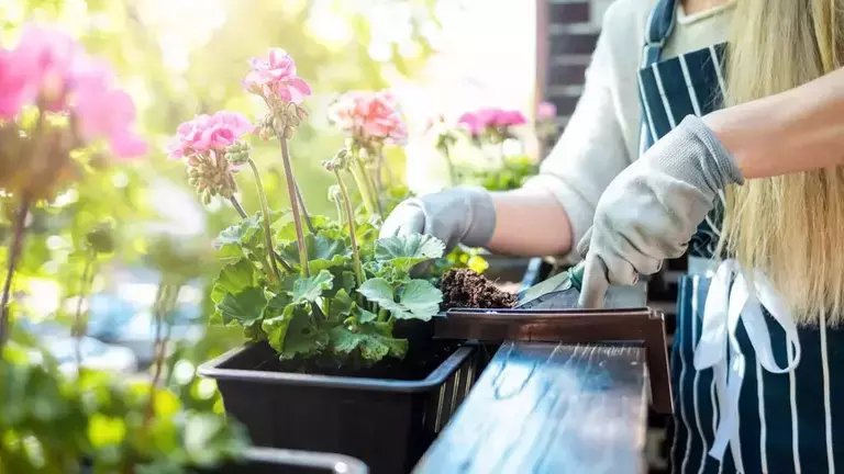 putting-soil-into-the-pot-balcony-gardening