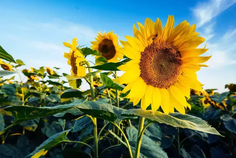 sunflowers