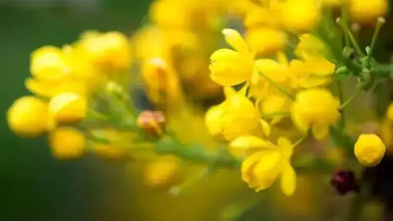 beetobowl-beegarden