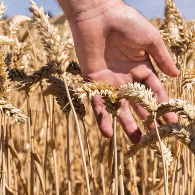 Hand touching wheat growing in field