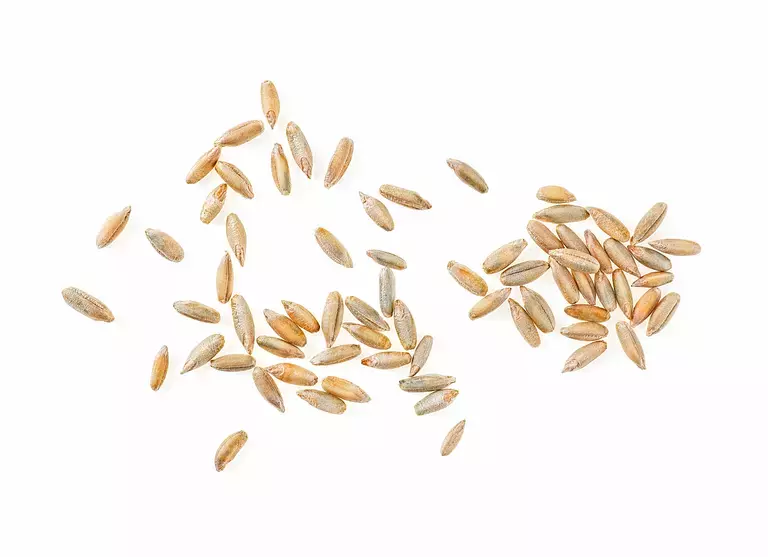 Closeup of rye grain